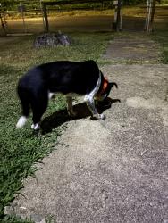 Found/Stray Male Dog last seen Wwwhite, San Antonio, TX 78207