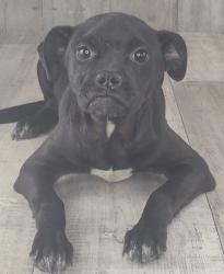 Shelter Stray Male Dog last seen , Caddo Parish, LA, 1500 Monty St, Shreveport, LA 71107, USA