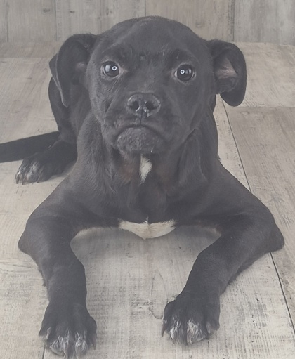 Shelter Stray Male Dog last seen , Caddo Parish, LA, 1500 Monty St, Shreveport, LA 71107, USA