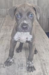 Shelter Stray Male Dog last seen , Caddo Parish, LA, 1500 Monty St, Shreveport, LA 71107, USA