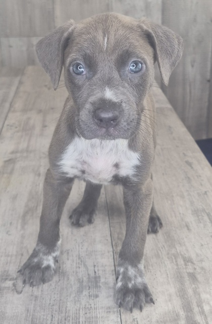 Shelter Stray Male Dog last seen , Caddo Parish, LA, 1500 Monty St, Shreveport, LA 71107, USA
