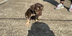 Shelter Stray Male Dog last seen Pines Rd., Caddo Parish, LA, 1500 Monty St, Shreveport, LA 71107, USA
