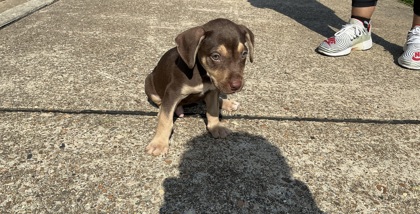 Shelter Stray Male Dog last seen Pines Rd., Caddo Parish, LA, 1500 Monty St, Shreveport, LA 71107, USA
