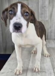 Shelter Stray Male Dog last seen Shreve Park Drive, Caddo Parish, LA, 1500 Monty St, Shreveport, LA 71107, USA
