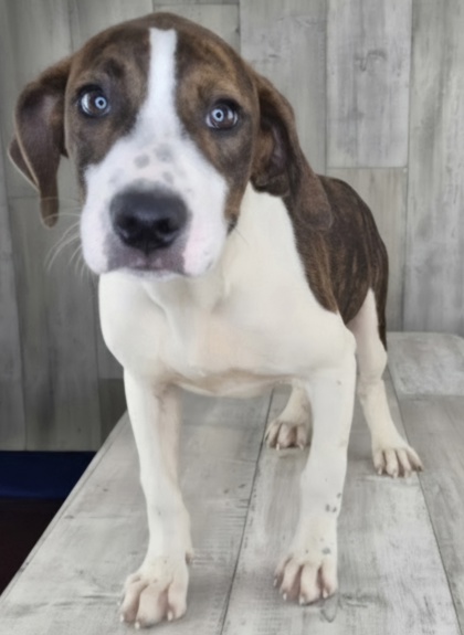 Shelter Stray Male Dog last seen Shreve Park Drive, Caddo Parish, LA, 1500 Monty St, Shreveport, LA 71107, USA