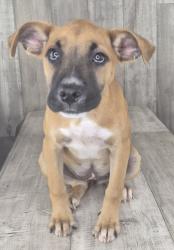 Shelter Stray Female Dog last seen Near Meadowdale Place, Caddo Parish, LA, 1500 Monty St, Shreveport, LA 71107, USA