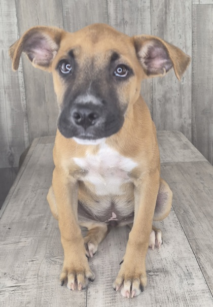 Shelter Stray Female Dog last seen Near Meadowdale Place, Caddo Parish, LA, 1500 Monty St, Shreveport, LA 71107, USA