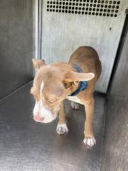 Shelter Stray Male Dog last seen Crosby St, Caddo Parish, LA, 1500 Monty St, Shreveport, LA 71107, USA