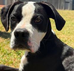 Shelter Stray Female Dog last seen Near Cedar Creek Drive, Caddo Parish, LA, 1500 Monty St, Shreveport, LA 71107, USA