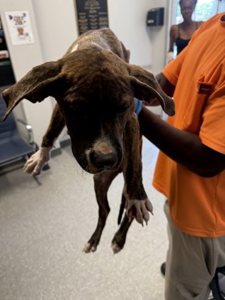 Shelter Stray Male Dog last seen Stonewall St, Caddo Parish, LA, 1500 Monty St, Shreveport, LA 71107, USA
