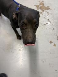 Shelter Stray Male Dog last seen Canal, Caddo Parish, LA, 1500 Monty St, Shreveport, LA 71107, USA