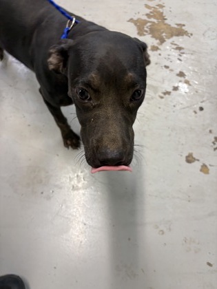 Shelter Stray Male Dog last seen Canal, Caddo Parish, LA, 1500 Monty St, Shreveport, LA 71107, USA