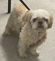 Shelter Stray Female Dog last seen , Caddo Parish, LA, 1500 Monty St, Shreveport, LA 71107, USA