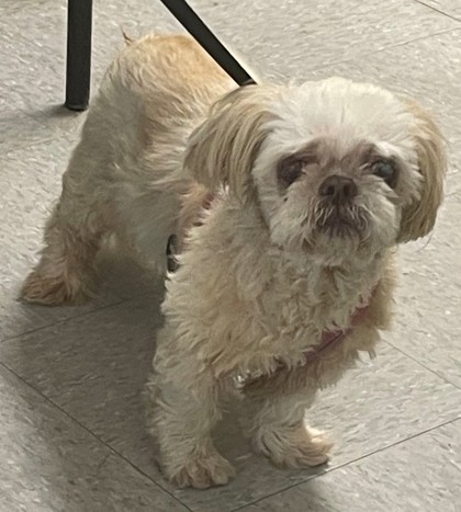 Shelter Stray Female Dog last seen , Caddo Parish, LA, 1500 Monty St, Shreveport, LA 71107, USA