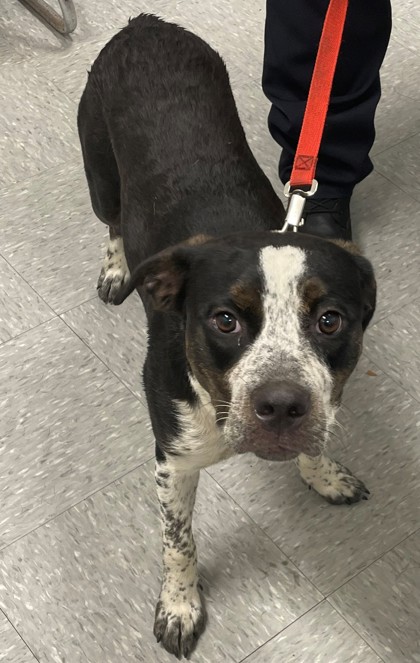 Shelter Stray Female Dog last seen Fairgrounds, Caddo Parish, LA, 1500 Monty St, Shreveport, LA 71107, USA