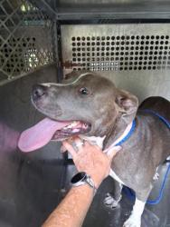Shelter Stray Female Dog last seen Near Pine Orchard, Caddo Parish, LA, 1500 Monty St, Shreveport, LA 71107, USA