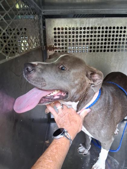 Shelter Stray Female Dog last seen Near Pine Orchard, Caddo Parish, LA, 1500 Monty St, Shreveport, LA 71107, USA