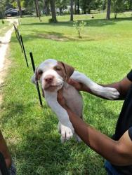 Shelter Stray Male Dog last seen Near Pine Orchard, Caddo Parish, LA, 1500 Monty St, Shreveport, LA 71107, USA