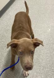 Shelter Stray Male Dog last seen 69th Street, Caddo Parish, LA, 1500 Monty St, Shreveport, LA 71107, USA