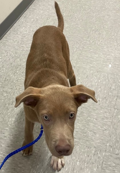 Shelter Stray Male Dog last seen 69th Street, Caddo Parish, LA, 1500 Monty St, Shreveport, LA 71107, USA