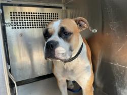 Shelter Stray Female Dog last seen Near E Linden St, Caddo Parish, LA, 1500 Monty St, Shreveport, LA 71107, USA