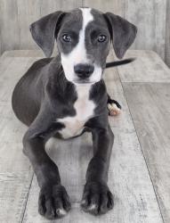 Shelter Stray Female Dog last seen Fulton St, Caddo Parish, LA, 1500 Monty St, Shreveport, LA 71107, USA