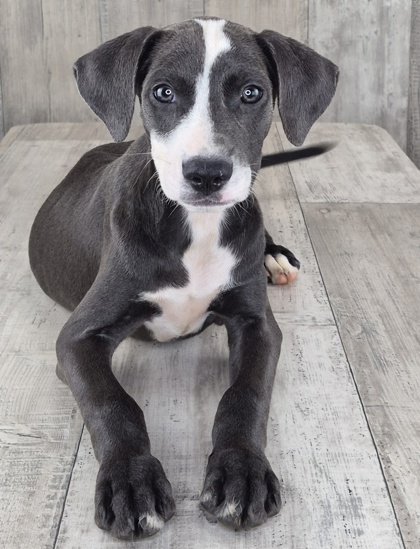 Shelter Stray Female Dog last seen Fulton St, Caddo Parish, LA, 1500 Monty St, Shreveport, LA 71107, USA