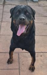 Shelter Stray Female Dog last seen Hutchinson St, Caddo Parish, LA, 1500 Monty St, Shreveport, LA 71107, USA