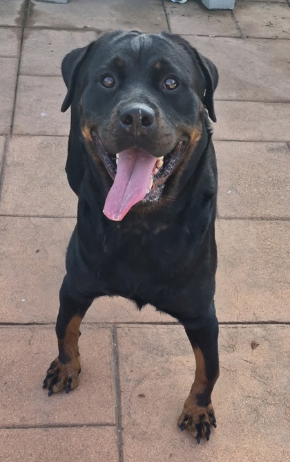Shelter Stray Female Dog last seen Hutchinson St, Caddo Parish, LA, 1500 Monty St, Shreveport, LA 71107, USA