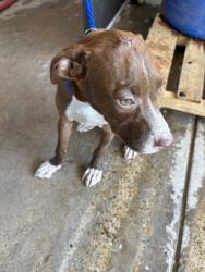 Shelter Stray Female Dog last seen Canal St, Caddo Parish, LA, 1500 Monty St, Shreveport, LA 71107, USA