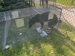 Shelter Stray Male Dog last seen Near Henderson Ave, Caddo Parish, LA, 1500 Monty St, Shreveport, LA 71107, USA