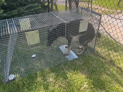 Shelter Stray Male Dog last seen Near Henderson Ave, Caddo Parish, LA, 1500 Monty St, Shreveport, LA 71107, USA
