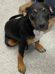 Shelter Stray Male Dog last seen kipling place, Caddo Parish, LA, 1500 Monty St, Shreveport, LA 71107, USA