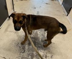 Shelter Stray Male Dog last seen Ridgeway, Caddo Parish, LA, 1500 Monty St, Shreveport, LA 71107, USA