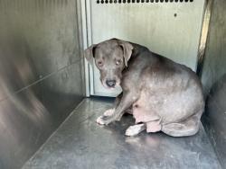Shelter Stray Female Dog last seen Near Desoto St, Caddo Parish, LA, 1500 Monty St, Shreveport, LA 71107, USA