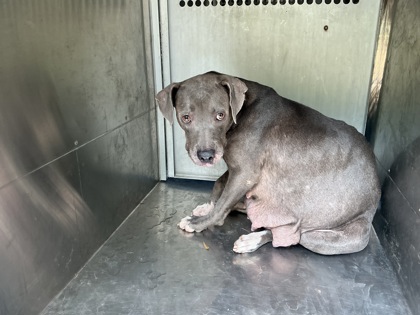 Shelter Stray Female Dog last seen Near Desoto St, Caddo Parish, LA, 1500 Monty St, Shreveport, LA 71107, USA