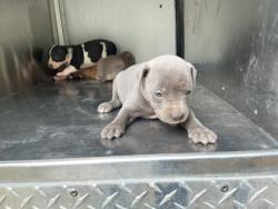Shelter Stray Male Dog last seen Near Desoto St, Caddo Parish, LA, 1500 Monty St, Shreveport, LA 71107, USA