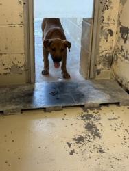 Shelter Stray Male Dog last seen , Caddo Parish, LA, 1500 Monty St, Shreveport, LA 71107, USA