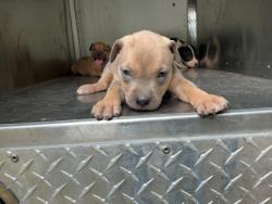 Shelter Stray Male Dog last seen Near Desoto St, Caddo Parish, LA, 1500 Monty St, Shreveport, LA 71107, USA
