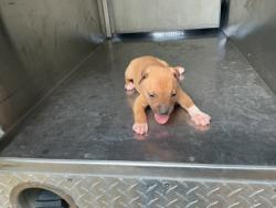 Shelter Stray Female Dog last seen Near Desoto St, Caddo Parish, LA, 1500 Monty St, Shreveport, LA 71107, USA
