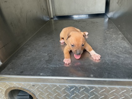 Shelter Stray Female Dog last seen Near Desoto St, Caddo Parish, LA, 1500 Monty St, Shreveport, LA 71107, USA