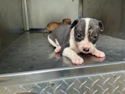 Shelter Stray Female Dog last seen Near Desoto St, Caddo Parish, LA, 1500 Monty St, Shreveport, LA 71107, USA