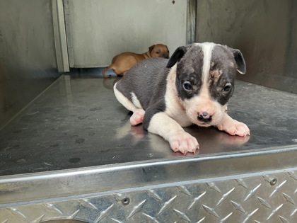Shelter Stray Female Dog last seen Near Desoto St, Caddo Parish, LA, 1500 Monty St, Shreveport, LA 71107, USA