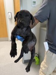 Shelter Stray Male Dog last seen Frances St, Caddo Parish, LA, 1500 Monty St, Shreveport, LA 71107, USA