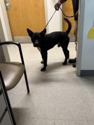 Shelter Stray Male Dog last seen Yearwood Rd, Caddo Parish, LA, 1500 Monty St, Shreveport, LA 71107, USA