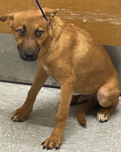Shelter Stray Male Dog last seen Near Block Siminole Drive, Caddo Parish, LA, 1500 Monty St, Shreveport, LA 71107, USA