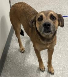 Shelter Stray Male Dog last seen Near Block Siminole Drive, Caddo Parish, LA, 1500 Monty St, Shreveport, LA 71107, USA