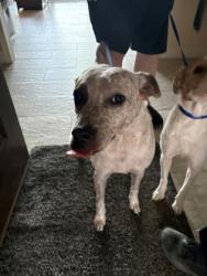 Shelter Stray Male Dog last seen Near Lon Morris Ct, North District, TX, 355 Hillshire Dr, Haslet, TX 76052, USA