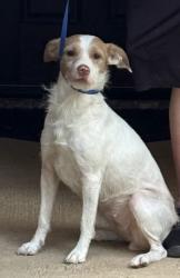 Shelter Stray Female Dog last seen Near Lon Morris Ct, North District, TX, 355 Hillshire Dr, Haslet, TX 76052, USA