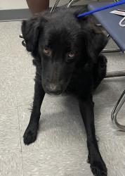 Shelter Stray Male Dog last seen , Caddo Parish, LA, 1500 Monty St, Shreveport, LA 71107, USA